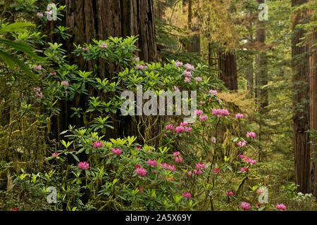 CA03760-00...CALIFORNIE - Rhododendron en fleurs près d'un arbre séquoia géant situé le long du sentier de l'arbre de Scout de garçon à Jedediah Smith Redwoods State Park Banque D'Images