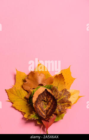 Les feuilles flétries colorés. Avec la forme de coeur coupé au milieu sur fond rose. Shoot Studio. Vue de dessus. Orientation verticale. Spa de copie Banque D'Images