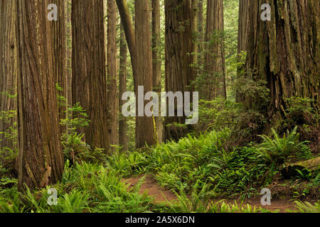 CA03763-00...CALIFORNIE - l'arbre Scout Trail qui serpente dans un bois rouge forêt en Jedediah Smith Redwoods State Park ; partie de Redwoods National a Banque D'Images