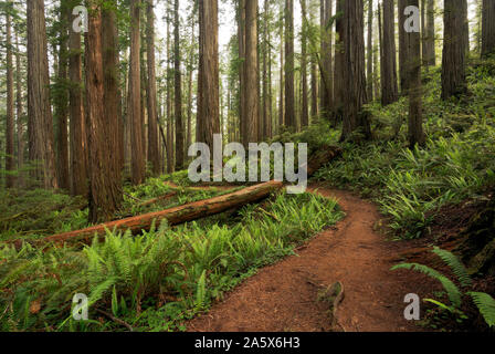 CA03765-00...CALIFORNIE - l'arbre Scout Trail qui serpente dans un bois rouge forêt en Jedediah Smith Redwoods State Park ; partie de Redwoods National a Banque D'Images