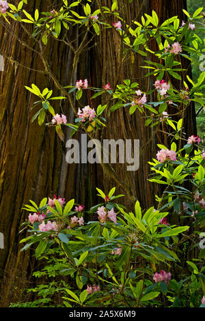 CA03769-00...CALIFORNIE - Les rhododendrons fleurissent parmi les bois rouge arbres le long du sentier de l'arbre de Scout de garçon à Jedediah Smith Redwoods State Park ; Banque D'Images