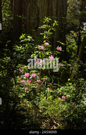 CA03770-00...CALIFORNIE - Rhododendrons fleurir le long de la petite collines Bald Trail à Jedediah Smith Redwoods State Park ; partie de la séquoias Nationa Banque D'Images