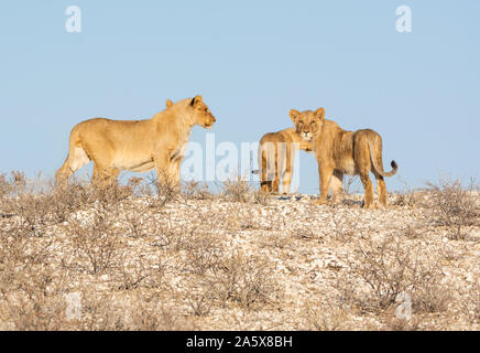Les Lions juvéniles sur une crête dans le sud de la savane africaine Banque D'Images