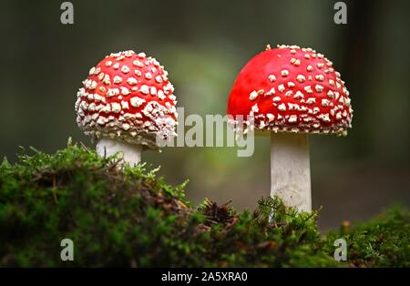 Deux Fly agarics (Amanita muscaria) dans la forêt, Schleswig-Holstein, Allemagne Banque D'Images