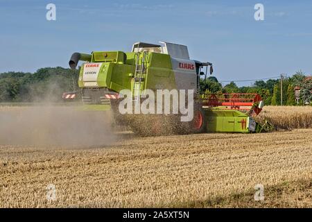 La récolte à la moissonneuse-batteuse sur un champ de maïs, en Rhénanie du Nord-Westphalie, Allemagne Banque D'Images