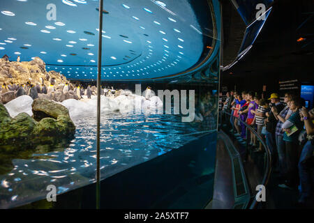 Personnes dans penguinarium à regarder les pingouins dans Planet Penguin à l'Aquarium Le parc Loro (Vincent). Puerto de la Cruz, Tenerife, Espagne Banque D'Images