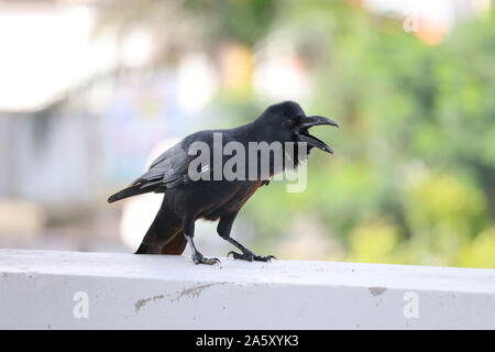 Le grand corbeau (Corvus corax) est une espèce d'oiseau noir commun dans de nombreuses régions du monde Banque D'Images