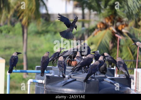 Groupe de corbeaux noirs dans la nature Banque D'Images