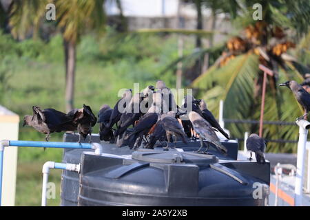 Groupe de corbeaux noirs dans la nature Banque D'Images