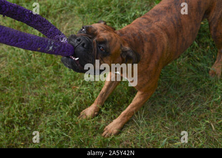 Portrait de l'extérieur l'été allemand boxer dog sur jour ensoleillé chaud. Tigre brun couleur bringé avec boxer. Boxer est un chien équilibré et fidèle. Très utilisé Banque D'Images