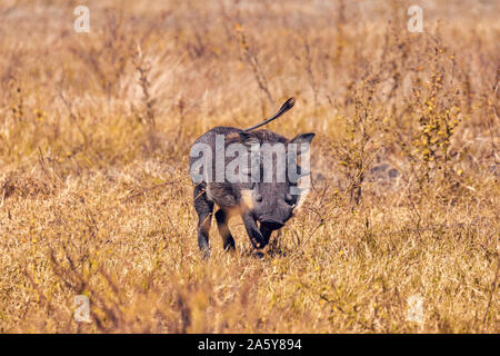 Phacochère cochon africaine dans la réserve de Chobe, Botswana Afrique savannah safari wildlife Banque D'Images