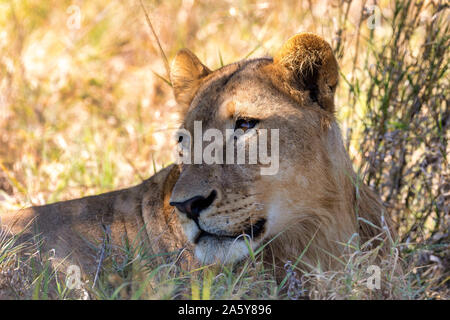 Closeup portrait of young lion, Panthera leo sans une crinière en habitat naturel Savuti game reserve. Afrique Botswana safari wildlife Banque D'Images