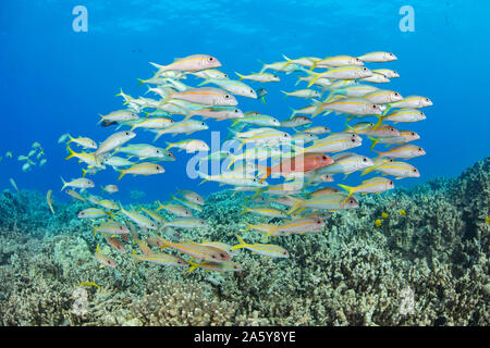 Une école de l'albacore, goatfish Mulloidichthys vanicolensis, passez au-dessus du récif, à Hawaï. Banque D'Images
