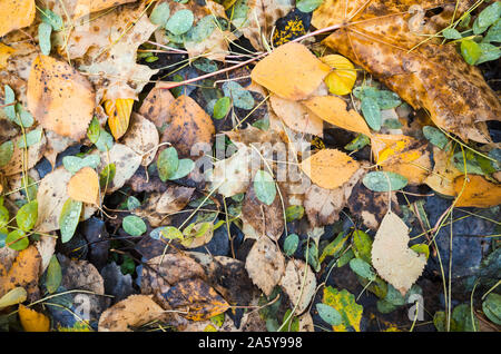 Terrain naturel automne fond photo, tombée des feuilles humides et fraîches de l'herbe verte dans une forêt, vue du dessus Banque D'Images