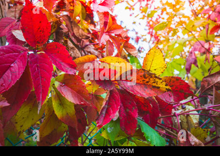 Automne fond coloré lumineux jaune et rouge avec des feuilles Parthenocissus quinquefolia, plante grimpante de la famille du raisin Banque D'Images