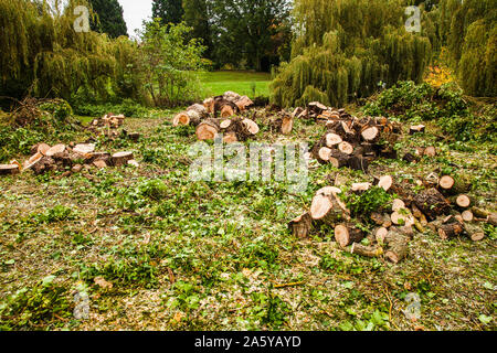 Un grand arbre abattu dans le parc du sud, Darlington, England, UK Banque D'Images