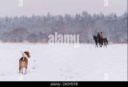 Chien beagle portrait extérieur walking in snow Banque D'Images