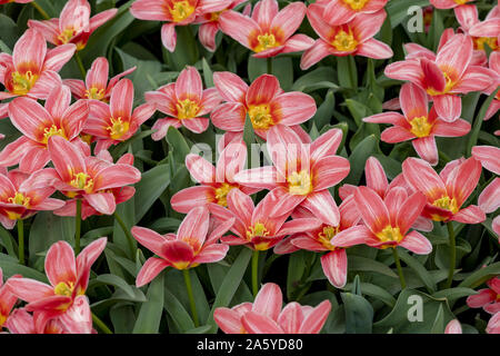 Les jeunes fleurs Lilie rose dans un jardin avant d'être transplated à pots. Banque D'Images