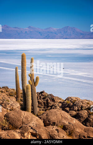 Cactus dans l'île de Incahuasi, SUV voitures dans Salar de Uyuni salt flat en arrière-plan, Potosi, Bolivie Banque D'Images