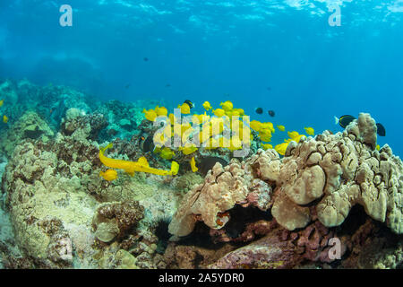 Les poissons-trompette, Aulostomus chinensis jaune, est d'essayer d'utiliser cette école de yellow tang, Zebrasoma flavescens, en tant que proie de camouflage sur une confus Banque D'Images