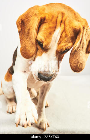 Adorable chien beagle donne sa patte sur fond lumineux. Concept de formation et d'Obéissance Banque D'Images