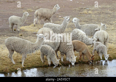 Troupeau d'alpacas (Vicugna pacos) boire du lac sur l'altiplano, le Pérou, Amérique du Sud Banque D'Images