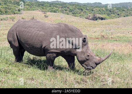 White Rhino St Lucia (réserve de chasse) d'iSimangaliso, KwaZulu-Natal, Afrique du Sud Banque D'Images