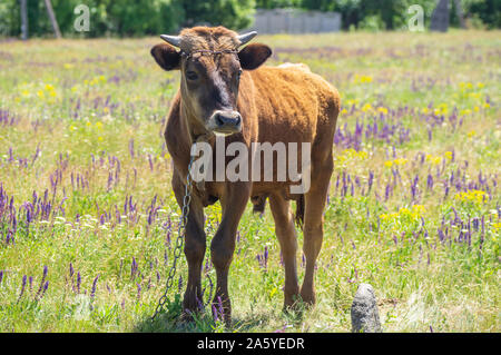 Portrait complet du corps de jeune taurillon enchaîné sur prairie d'été Banque D'Images