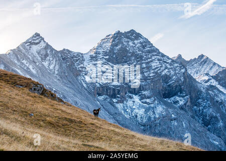 Chamois en face le pic de da l'Acqua dans Swiss Nationalpark Banque D'Images