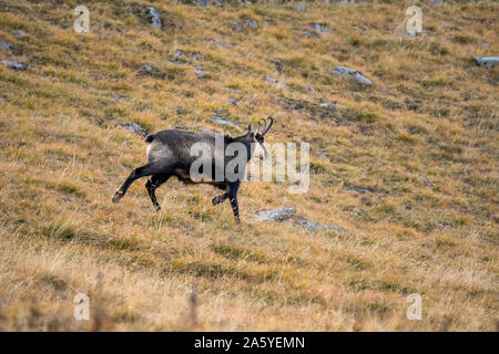 L'exécution de chamois sur une prairie alpine dans les Alpes Suisses Banque D'Images