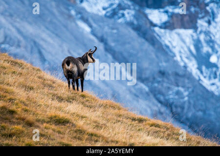 Chamois sur une prairie alpine dans les Alpes Suisses Banque D'Images