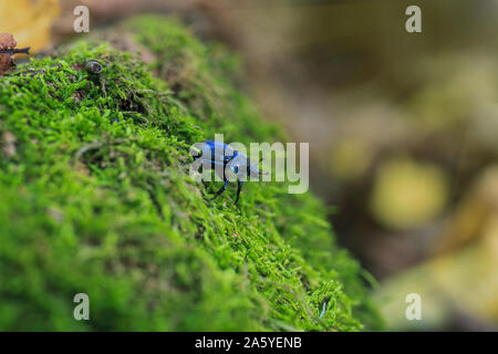 Terre bleu métallique plate-bousier en vert mousse. Anoplotrupes stercorosus bug dans la forêt d'été, selective focus Banque D'Images