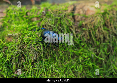 Terre bleu métallique plate-bousier en vert mousse. Anoplotrupes stercorosus bug dans la forêt d'été, selective focus Banque D'Images