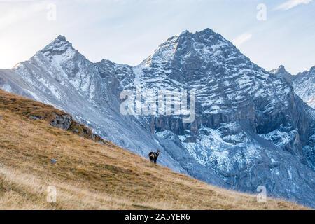 Chamois en face le pic de da l'Acqua dans Swiss Nationalpark Banque D'Images