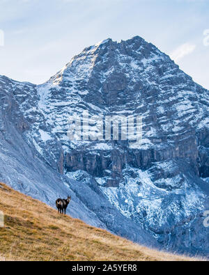 Chamois en face le pic de da l'Acqua dans Swiss Nationalpark Banque D'Images