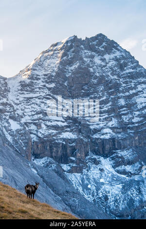 Chamois en face le pic de da l'Acqua dans Swiss Nationalpark Banque D'Images