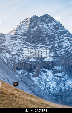 Chamois en face le pic de da l'Acqua dans Swiss Nationalpark Banque D'Images