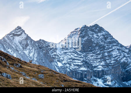 Chamois en face le pic de da l'Acqua dans Swiss Nationalpark Banque D'Images