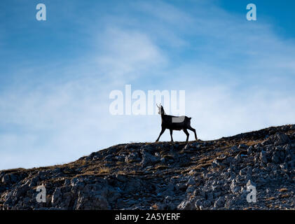 Silhouette d'une balade chamois dans les Alpes Suisses Banque D'Images