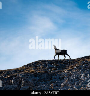 Silhouette d'une balade chamois dans les Alpes Suisses Banque D'Images