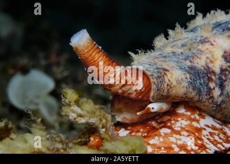 Une géographie venimeux (cône Conus geographus (Lat)) avec siphon fait lever les yeux et étendue de la manette, Panglao, Philippines Banque D'Images