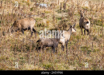 La famille chamois sur une prairie alpine dans les Alpes Suisses Banque D'Images