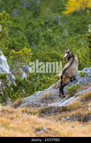 Chamois sur une pente raide dans les Alpes Suisses Banque D'Images