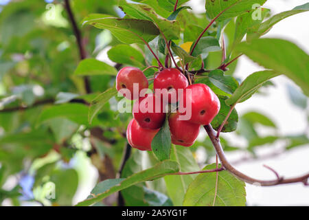 Petits fruits rouges sur Plumleaf crab apple tree. Malus prunifolia ou chinois pommetier apples Banque D'Images