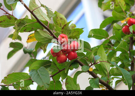 Petits fruits rouges sur Plumleaf crab apple tree. Malus prunifolia ou chinois pommetier apples Banque D'Images