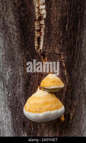 Champignon, vallée de la rivière Ambroz, Cáceres, Extremadura, Espagne, Europe Banque D'Images