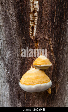 Champignon, vallée de la rivière Ambroz, Cáceres, Extremadura, Espagne, Europe Banque D'Images