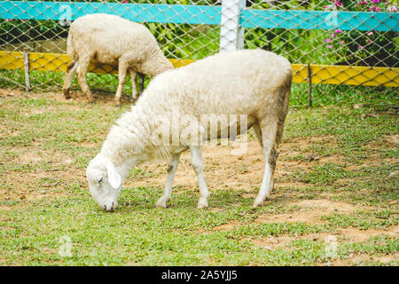 Petit bébé mouton manger le greass dans le zoo à Phu Quoc, Vietnam Banque D'Images