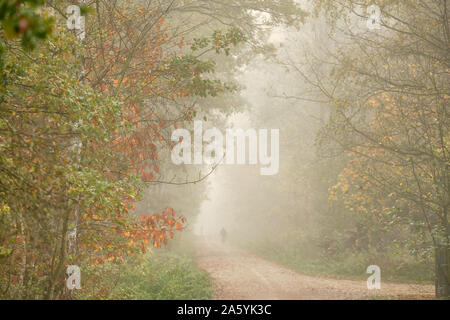 Moody autumnal matin paysage dans la forêt avec un épais brouillard, une route de gravier et les personnes. Vu en octobre en Allemagne Banque D'Images