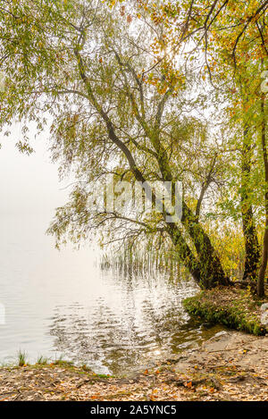 Willow Tree rétroéclairé sur la rivière Dniper, en automne, dans le district de Obolon Kiev, Ukraine. Un pigeon gris repose sur une branche Banque D'Images